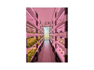 Walk-in Plant Factory